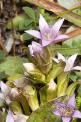 Gentianella ramosa