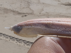 Sepia opipara