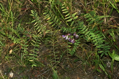 Vicia cassubica