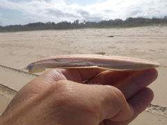 Sepia opipara