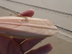 Sepia opipara
