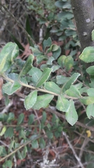 Ilex kunthiana