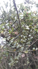 Ilex kunthiana