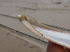 Sepia opipara