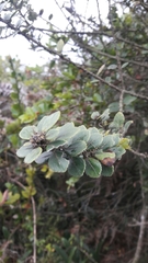 Ilex kunthiana
