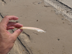 Sepia opipara