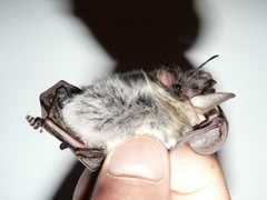 Plecotus kolombatovici