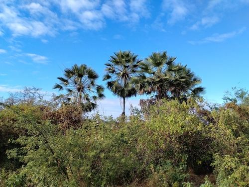 Image of Carnauba Wax Palm (Copernicia prunifera) by (c) Breno Figueiredo, some rights reserved (CC BY)