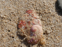 Haliotis coccoradiata