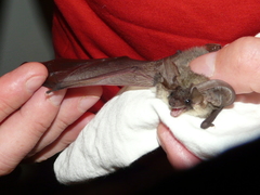 Plecotus kolombatovici