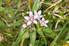 Gentianella ramosa