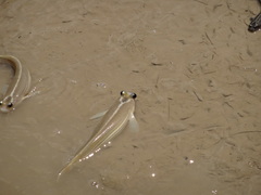 Anableps microlepis