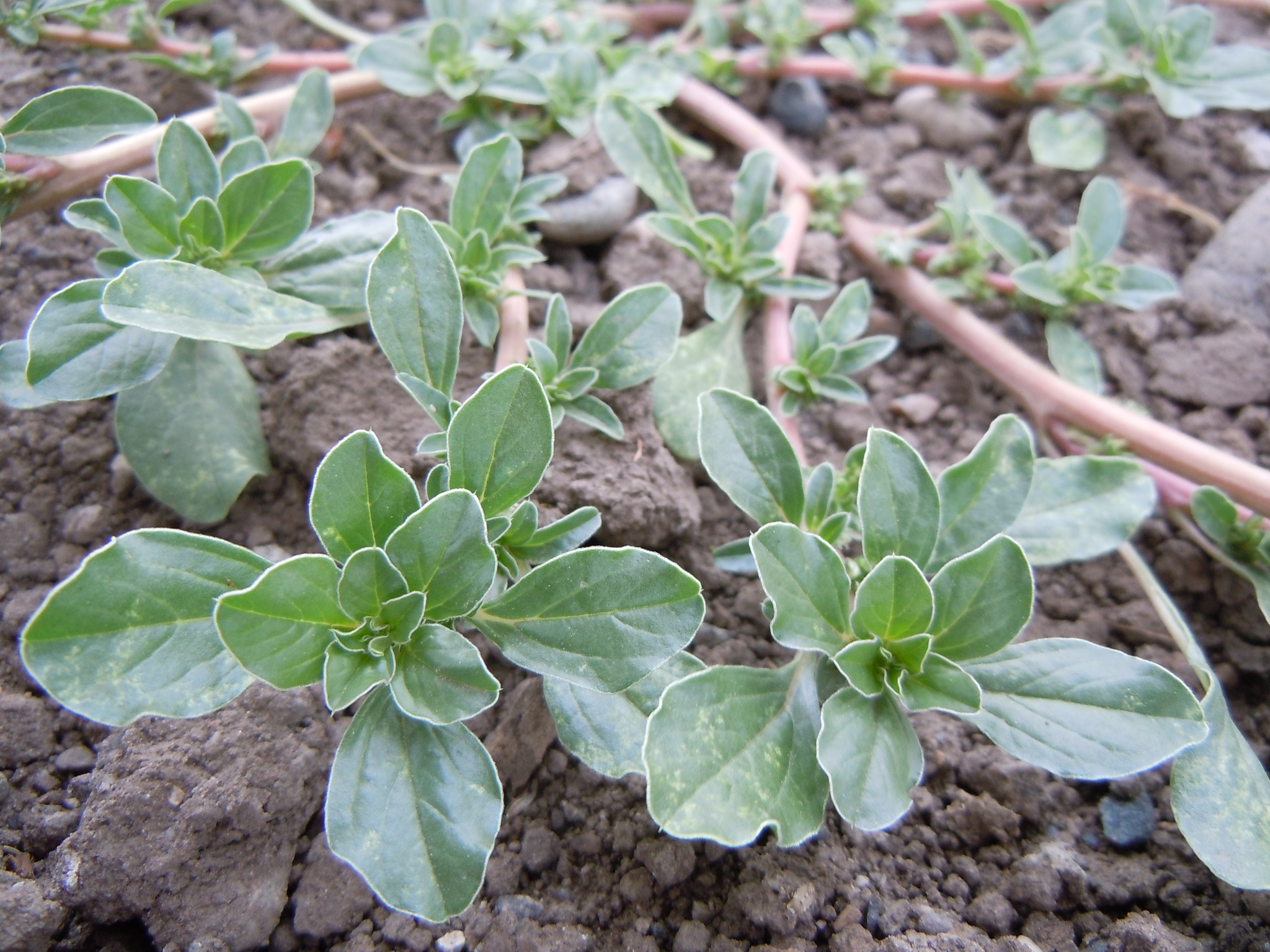 Amaranthus californicus