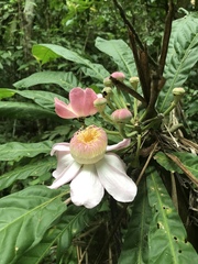 Gustavia angustifolia