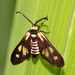 條紋小斑蛾 - Photo 由 yipsee 所上傳的 (c) yipsee，保留部份權利CC BY-NC