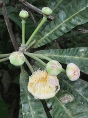 Gustavia angustifolia