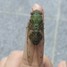 Evening Green Cicada - Photo (c) syfelise, some rights reserved (CC BY-NC), uploaded by syfelise