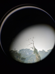 Ramphastos vitellinus