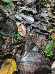Oreobates quixensis
