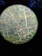 Psarocolius bifasciatus