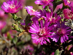 Drosanthemum asperulum