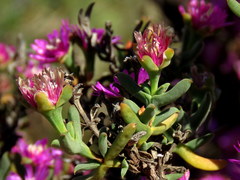 Drosanthemum asperulum