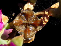 Drosanthemum asperulum