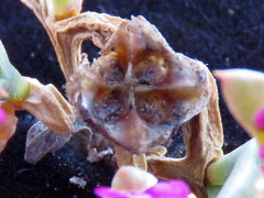 Drosanthemum asperulum