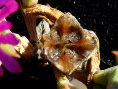 Drosanthemum asperulum