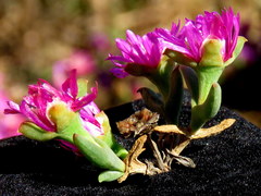Drosanthemum asperulum