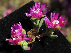 Drosanthemum asperulum