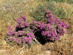 Drosanthemum asperulum