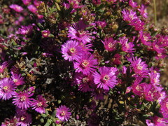 Drosanthemum asperulum