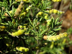 Polhillia obsoleta