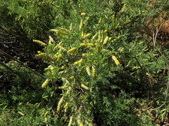 Polhillia obsoleta