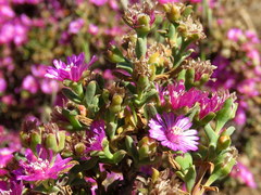 Drosanthemum asperulum