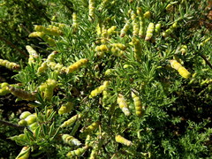 Polhillia obsoleta