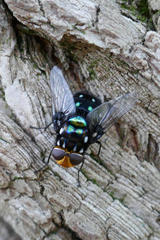 Chrysorutilia