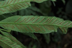 Asplenium formosae