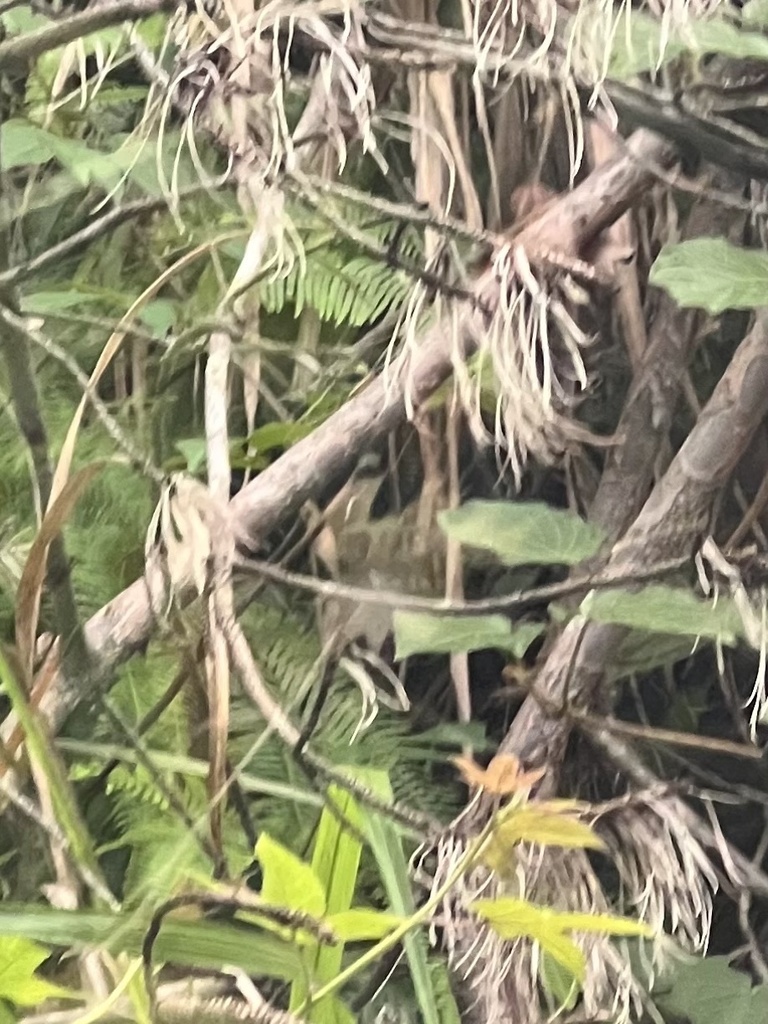 Lesser Coucal In July 2023 By Jianstargazer lesser-coucal-in-july-2023-by-jianstargazer