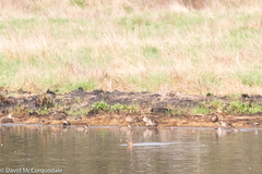Gallinago hardwickii