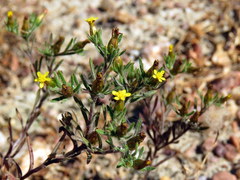 Rhynchopsidium sessiliflorum