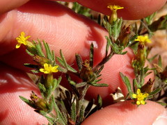 Rhynchopsidium sessiliflorum