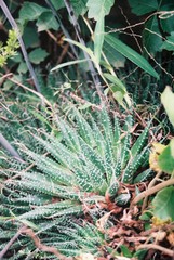 Aristaloe aristata