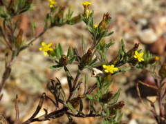 Rhynchopsidium sessiliflorum