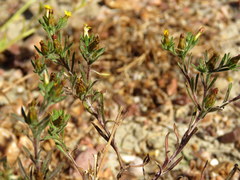 Rhynchopsidium sessiliflorum