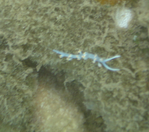 Samla bicolor