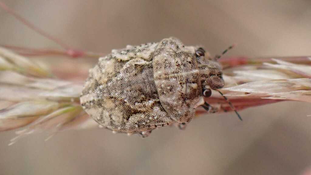Phimodera humeralis