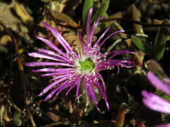 Drosanthemum