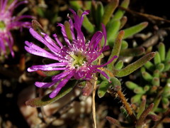 Drosanthemum